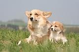 CORGI PEMBROKE 1246